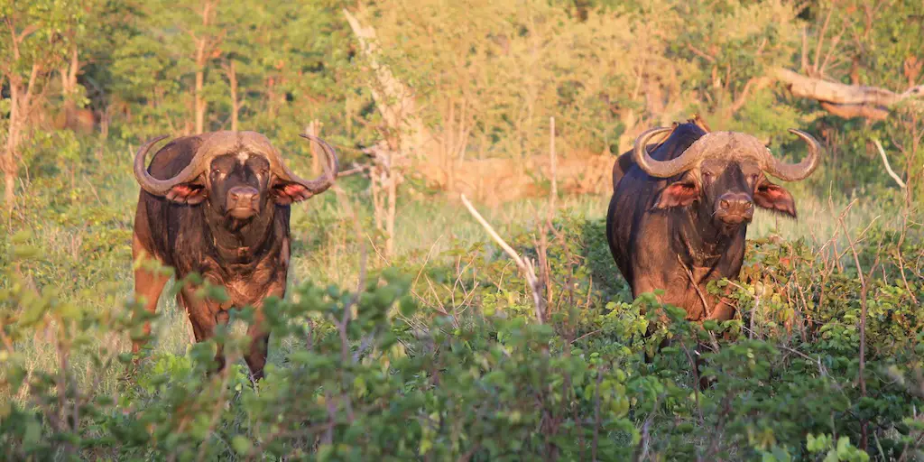 picture of mozambique country hunting report