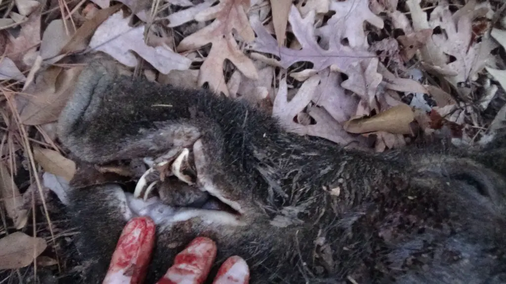 ted's first hog tusks