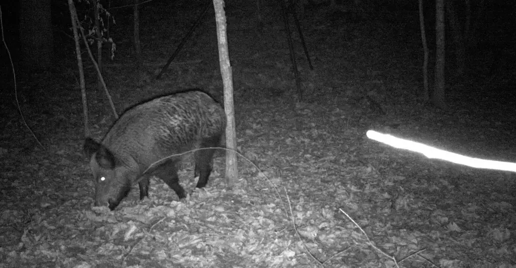 ted's first hog trail camera