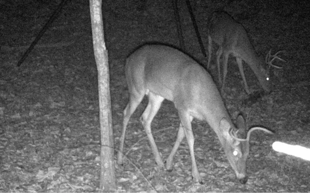 The deer don't leave when the winds pick up or temperatures increase, they just change their behavior.