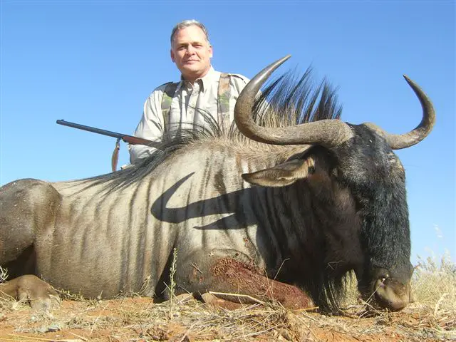 blue wildebeest hunting