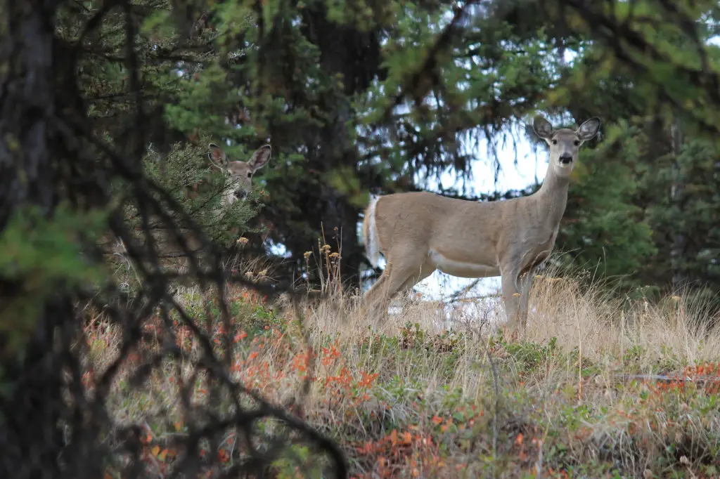 muzzleloader deer hunting in Eastern Washington WT deer republic