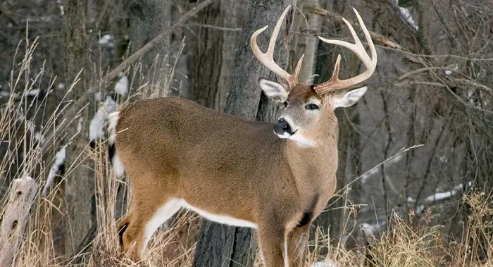 5 Things You Can Do Now To Prepare For Next Deer Season
