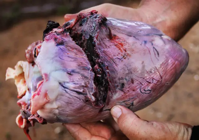 cape buffalo heart