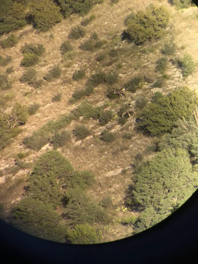 Here's How My 2017 Self-Guided New Mexico mule deer hunt On Public Land Went big buck