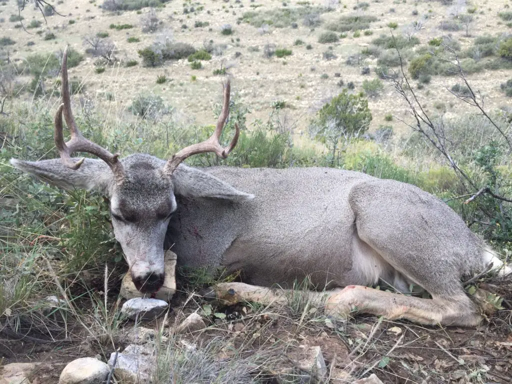 Here's How My 2017 Self-Guided New Mexico mule deer hunt On Public Land Went deer