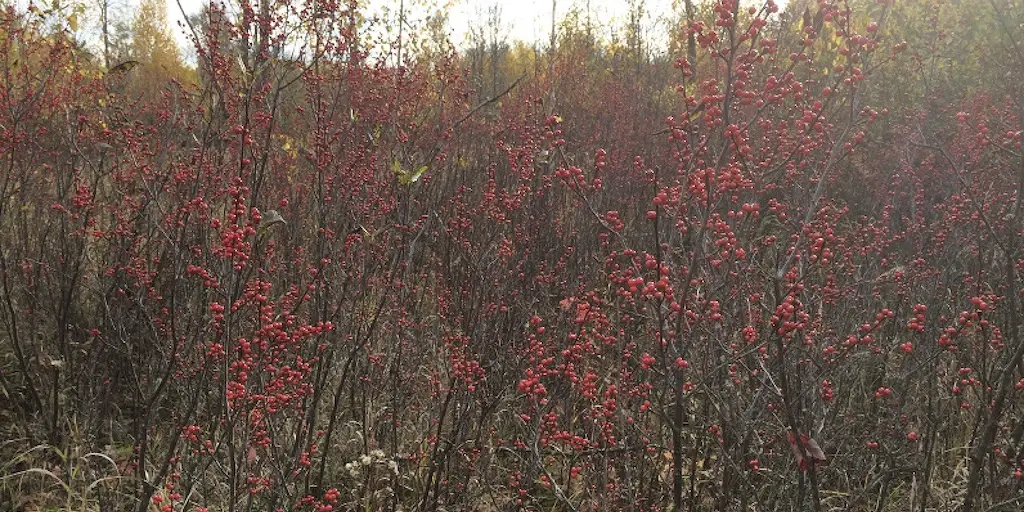 How to Get Started Grouse Hunting 1