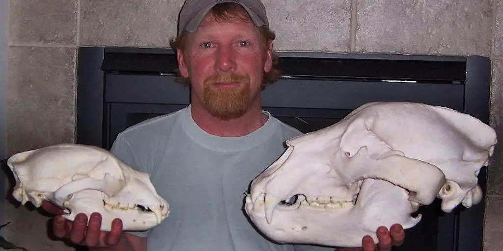 picture of black bear skull vs brown bear skull