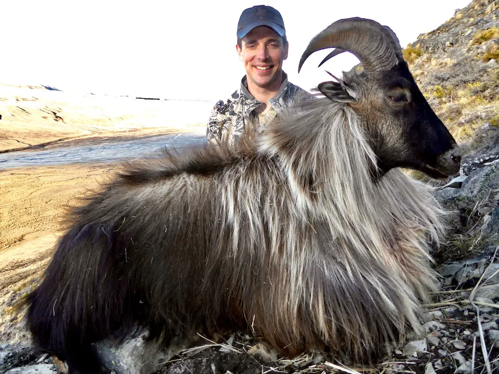 Охота в новой Зеландии. Himalayan Tahr. Tahr. Zör Tahr paýmsy.