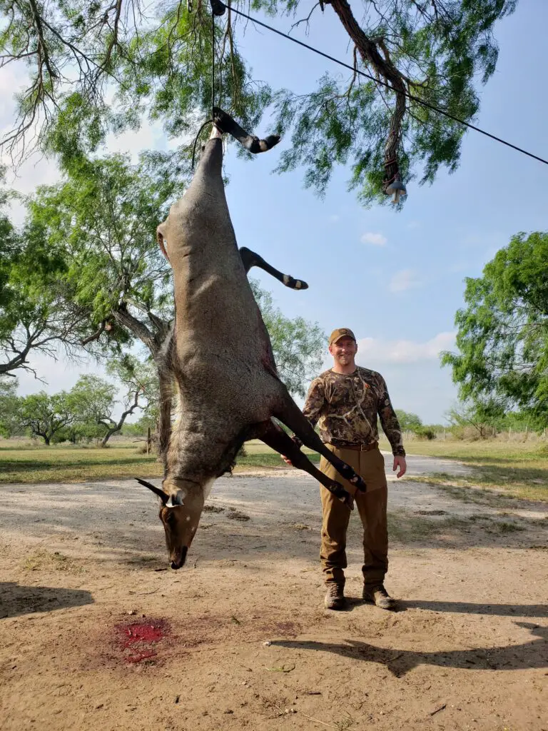 picture of cable smith nilgai