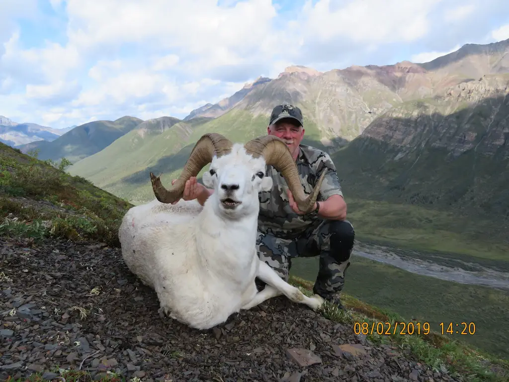 picture of dan roland dall sheep