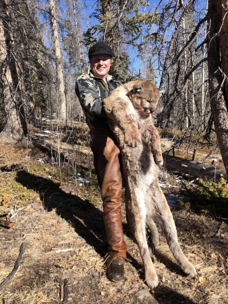 josh wilcox mountain lion hunting