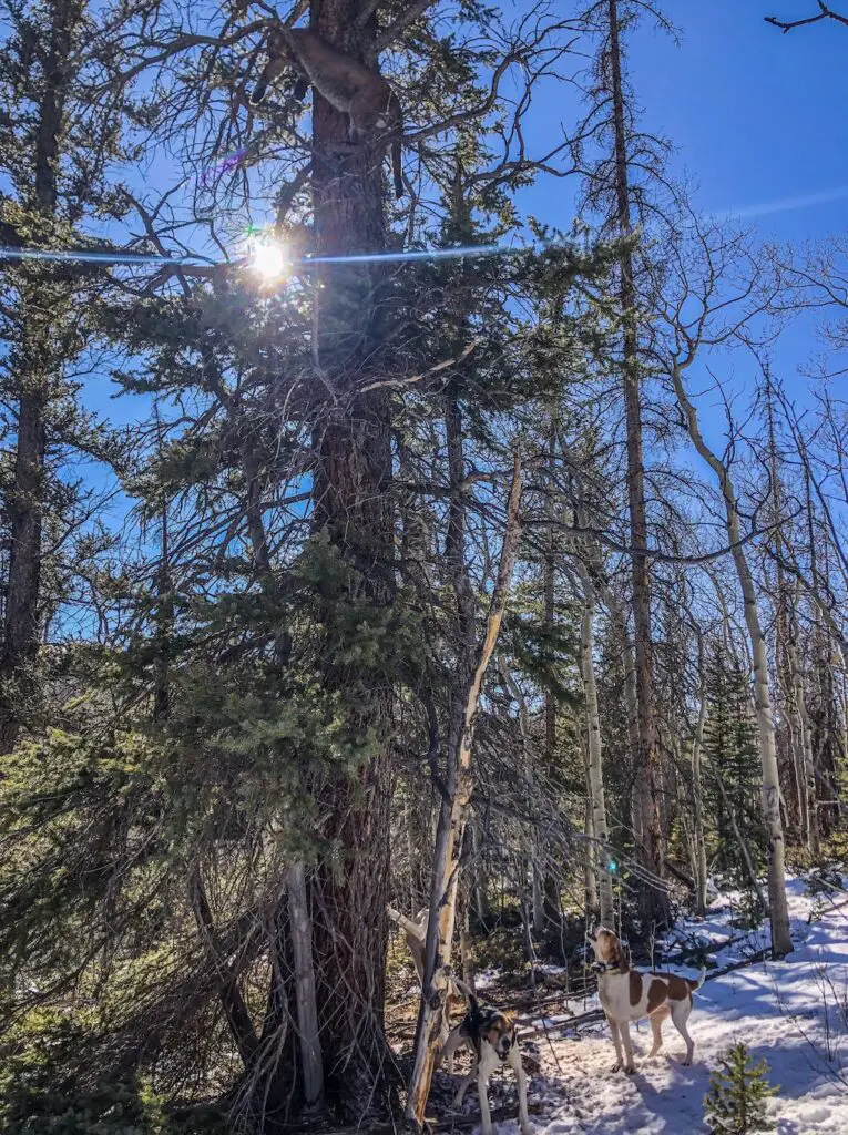 mountain lion in tree