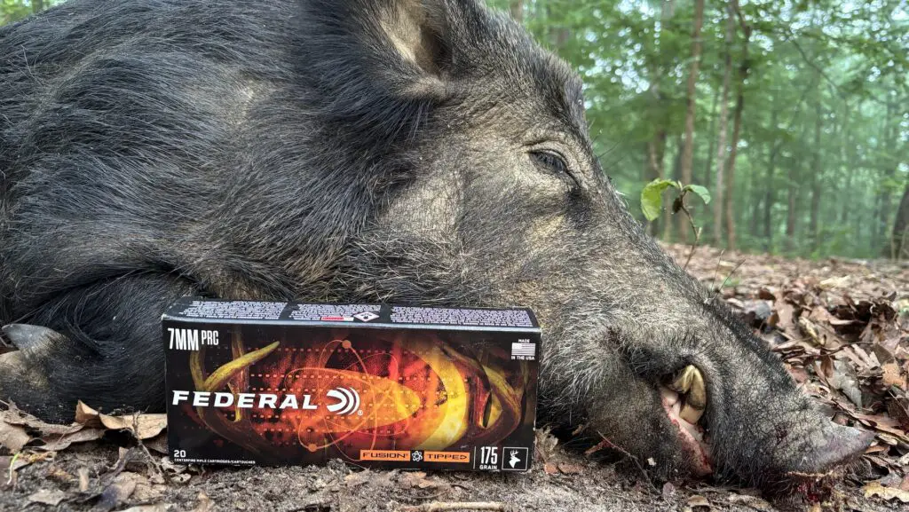 Best 7mm PRC Ammo For Hunting Elk, Deer, Bear, & Other Game 14 picture of best 7mm prc ammo for hunting tipped fusion hog