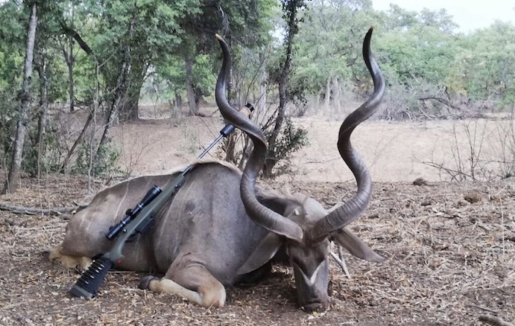 picture of 338 win mag barnes kudu