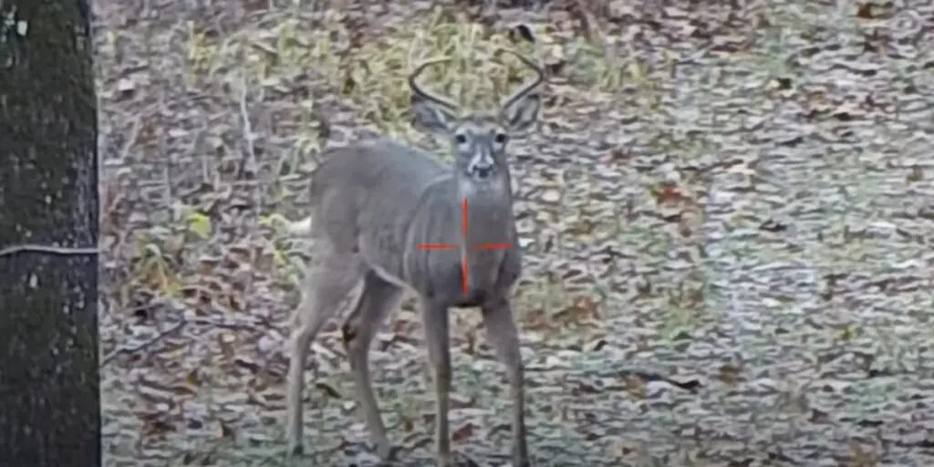 picture of 300 blackout deer